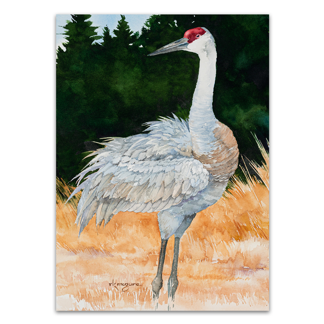 Fluffy Moment-Sandhill